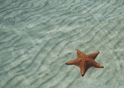 星海洋