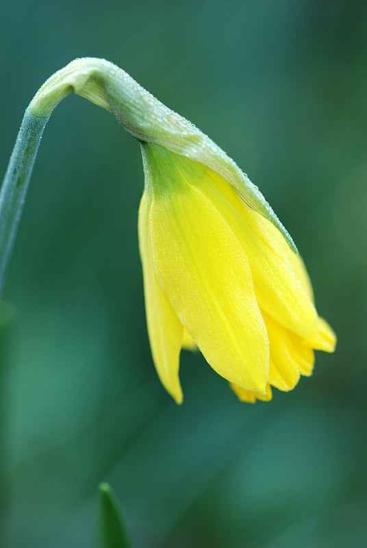 水仙花