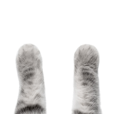 灰色猫爪孤立在白色背景，猫腿