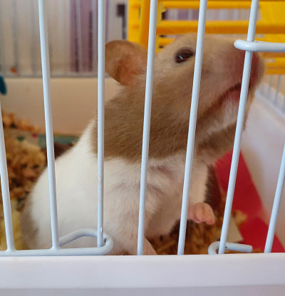 一只仓鼠