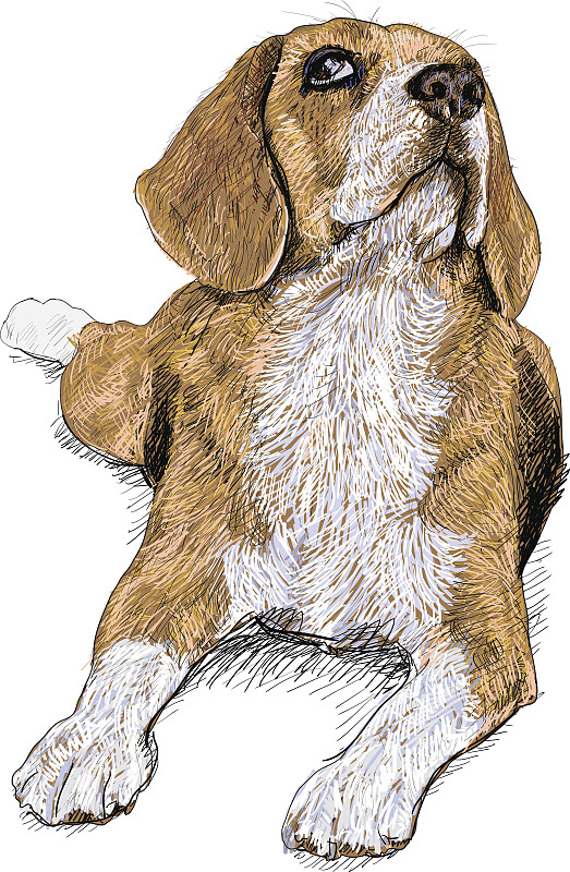 小猎犬号