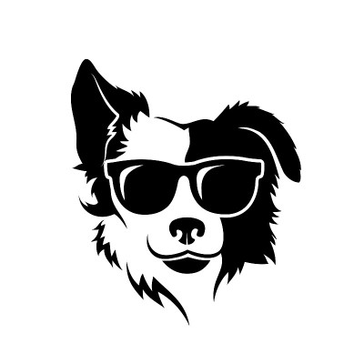 Border Collie dog wearing sunglasses - isolated ve