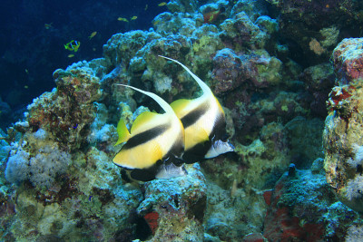 红海Bannerfish
