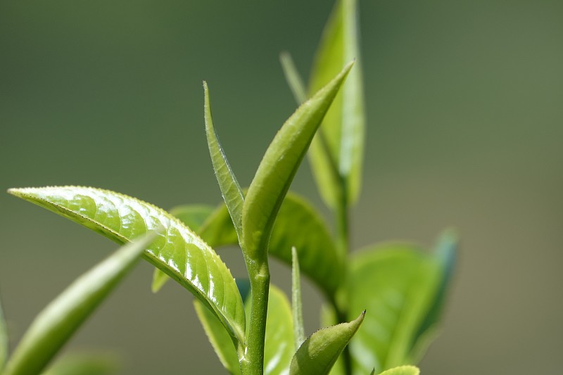 高原的绿茶嫩芽和嫩叶