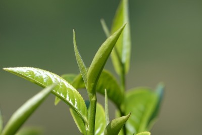 高原的绿茶嫩芽和嫩叶