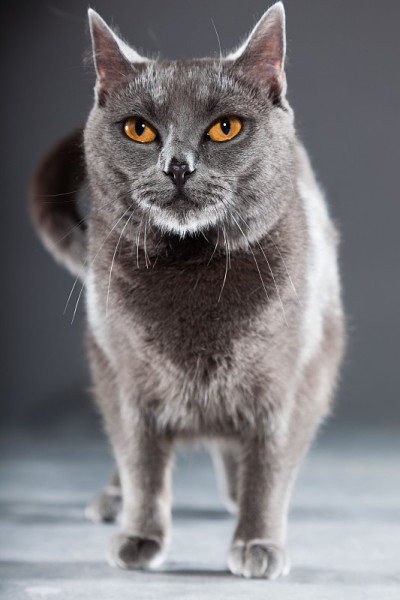 灰查特鲁猫，黄橙色的眼睛。