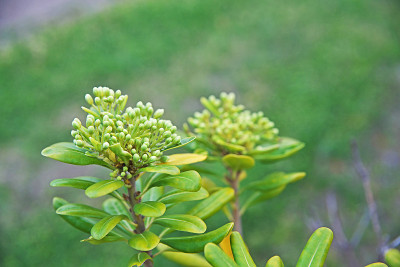 Pittosporum tobira