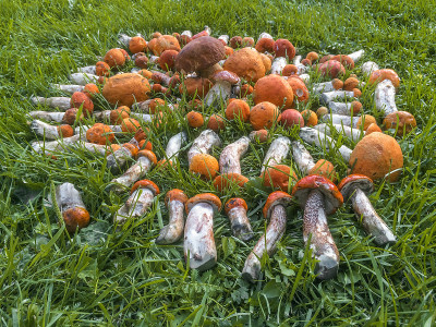 新鲜采摘的红白相间的蘑菇躺在草地上，令人垂涎欲滴。素食环保食品。森林的礼物。