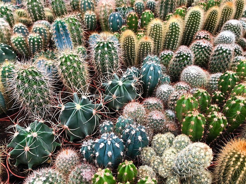 许多仙人掌在植物库/微型仙人掌植物-