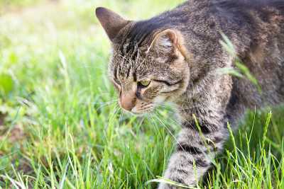 草丛里的虎斑猫