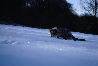 狗狗小狗冬天的雪