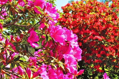 杜鹃花开花树。