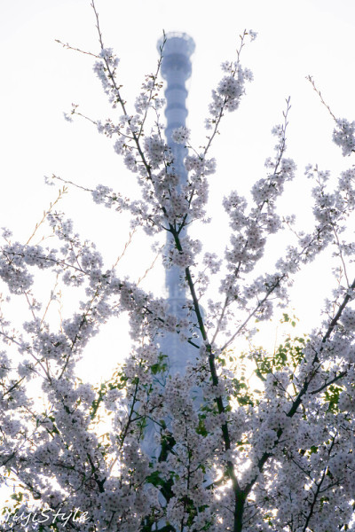 樱花与东京天空树。
