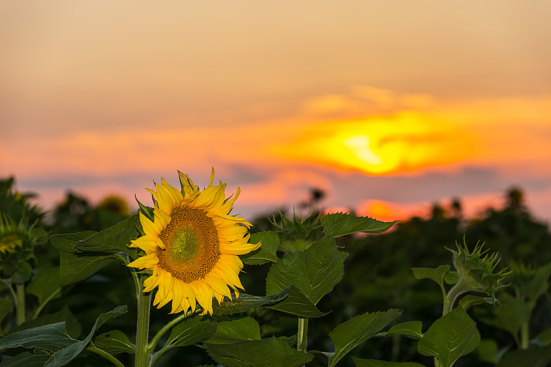 夏天美丽的乡村田野
