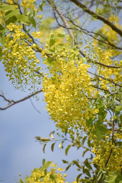 印度金链花黄花树