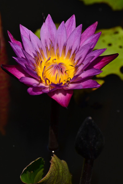 莲花