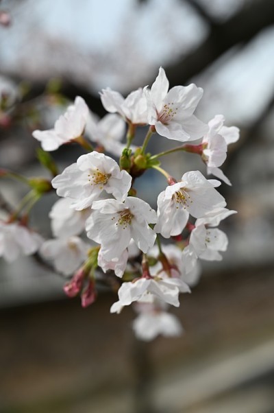 asiya的春花