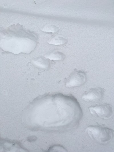 大脚怪雪印