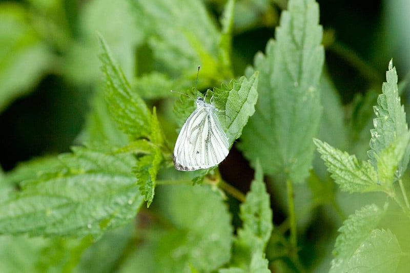 绿脉白油菜籽白(Pieris napi)蝴蝶在荨麻上