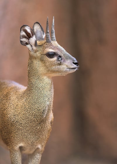 Klipspringer(小羚羊)肖像