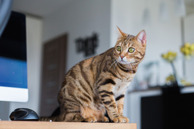 一只美丽的孟加拉猫在房间里玩耍