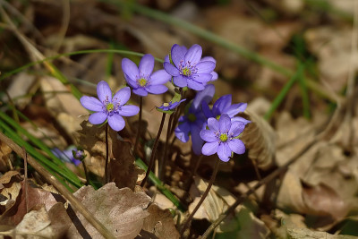 Hepatica nobilis或liverleaf
