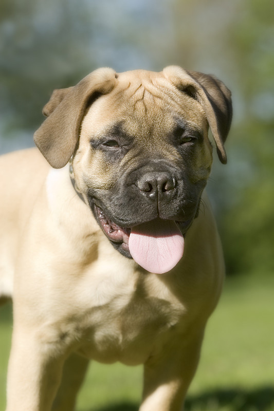 斗牛獒犬幼犬站立