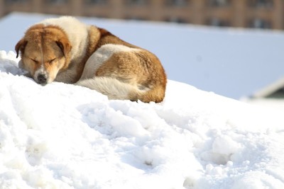 狗在寒冷的天气里在雪地上睡觉