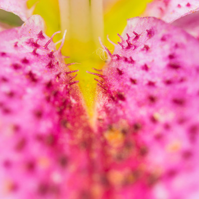的花瓣