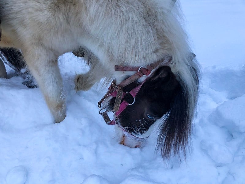 马在雪中玩耍