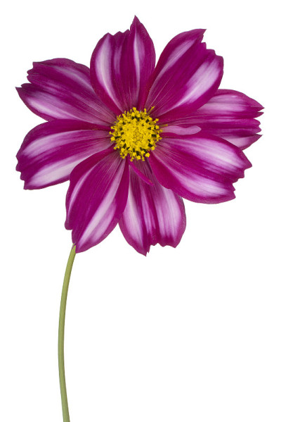 花孤立