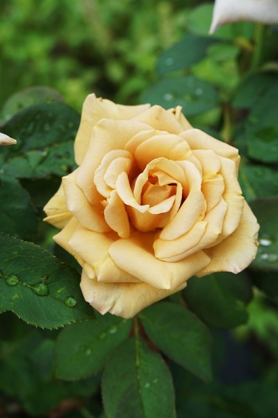 花园里的黄色缎子玫瑰花