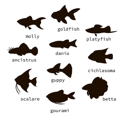 向量集黑色水族箱鱼轮廓与文本。
