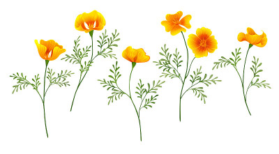 花菱草组