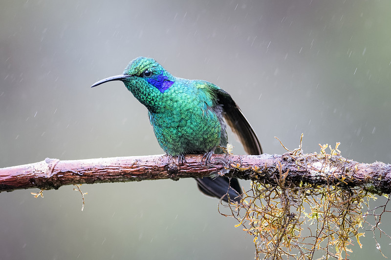 Violetear Hummingbird