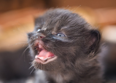 小猫