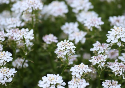 常绿屈曲花属植物