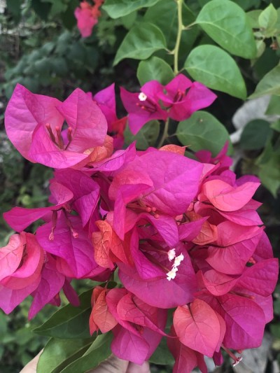 芙蓉花
