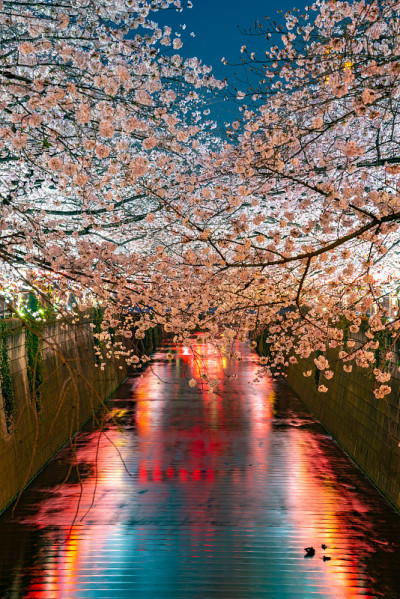 日本东京目黑河的樱花盛开季节