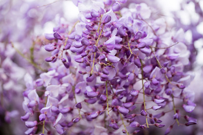 紫藤(紫藤,Wysteria)