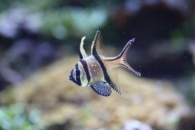 日本的红雀(Pterapogon kauderni)