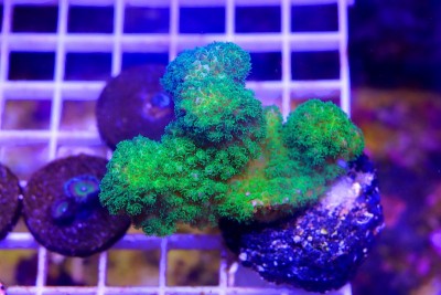 珊瑚礁水族箱中的绿柱头藻珊瑚-珠藻科。
