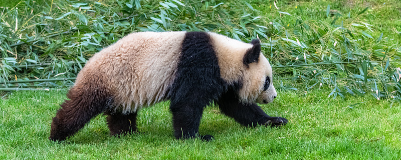 年轻的熊猫走