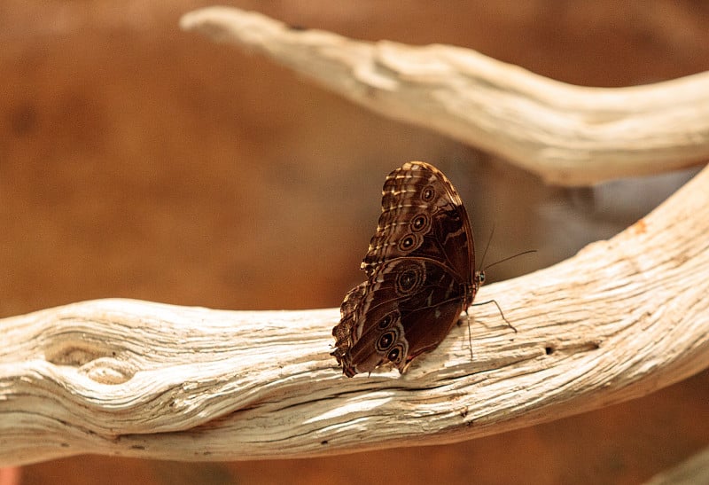 巨型猫头鹰蝴蝶，Caligo memnon