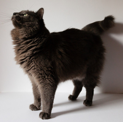灰色的猫