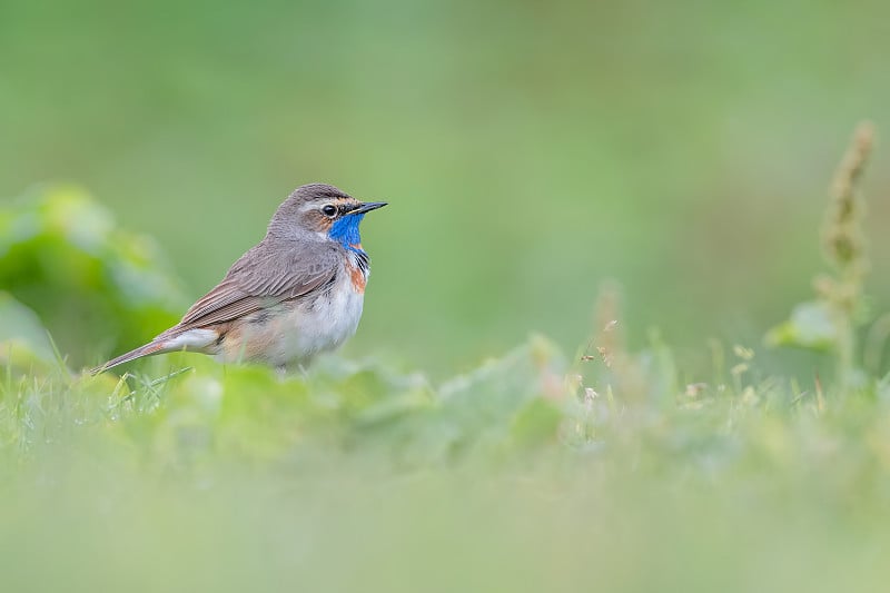 春季地面上的蓝喉雄鸟(Luscinia svecica)