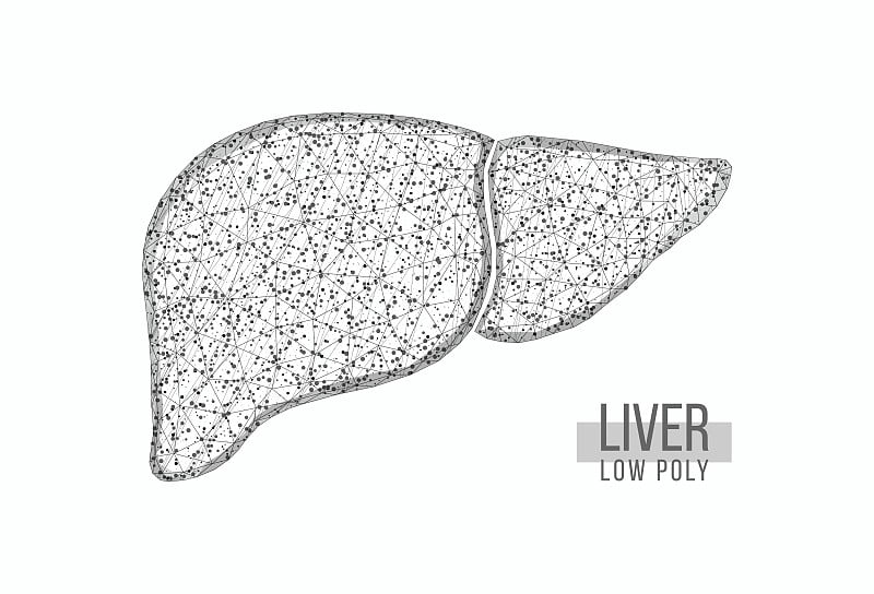 人类的肝脏。线框低聚样式。肝炎的医学概念、治疗。孤立在白色背景上。矢量插图。