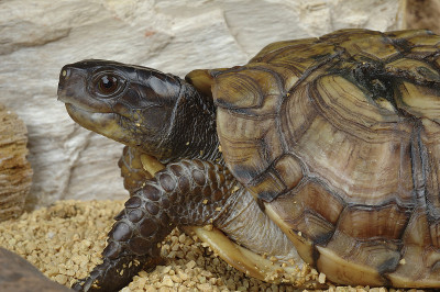 常见的盒子turle