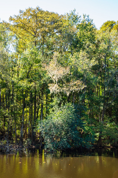 Congaree国家公园