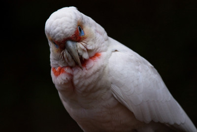 族Corella